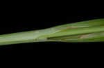 Limestone meadow sedge